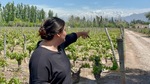 Winery guide pointing out features of the vineyard landscape in Mendoza, Argentina, with snow-capped mountains in the background by Wendy Howard