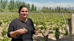 Guide shares insights on grape harvesting at Bodega Familia Cassone in Mendoza, Argentina by Wendy Howard