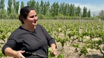 Winery staff member tending to grapevines at Bodega Familia Cassone in Mendoza, Argentina during the daytime by Wendy Howard