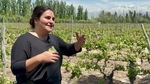Winery guide speaks about vineyard practices at Bodega Familia Cassone in Mendoza Argentina by Wendy Howard