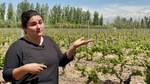 Winery tour guide shares knowledge about grape cultivation at Bodega Familia Cassone in Mendoza, Argentina by Wendy Howard