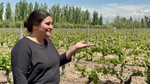Visit to Bodega Familia Cassone winery in Mendoza Argentina with a guide explaining the vineyards by Wendy Howard