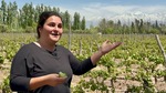 Winery guide shares knowledge about grape cultivation at Bodega Familia Cassone in Mendoza Argentina by Wendy Howard