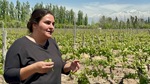 Tour guide explains vineyard practices at Bodega Familia Cassone in Mendoza Argentina by Wendy Howard