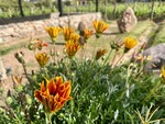 Flowers blooming in the garden at Restaurant Casa Vigil El Enemigo, Mendoza, Argentina, highlighting the winery's landscape and natural beauty by Wendy Howard