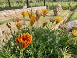 Vibrant flowers bloom in the garden at Restaurant Casa Vigil El Enemigo in Mendoza, Argentina near the vineyard by Wendy Howard