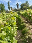 Vineyard rows at Casa Vigil El Enemigo winery in Mendoza, Argentina during a sunny day by Wendy Howard