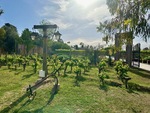 Beautiful vineyard setting at Casa Vigil El Enemigo in Mendoza, Argentina with scenic views and inviting atmosphere by Wendy Howard