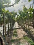 Vineyard path at Restaurant Casa Vigil El Enemigo in Mendoza, Argentina, showcasing rows of grapevines in daylight by Wendy Howard