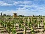 Vineyard at Restaurant Casa Vigil El Enemigo showcasing green grape plants under a blue sky in Mendoza, Argentina by Wendy Howard