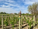 Vineyard scene at Restaurant Casa Vigil El Enemigo in Mendoza, Argentina showing grapevines with a decorative statue by Wendy Howard