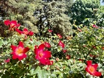 Vibrant red roses bloom in a garden in Lujan de Cuyo, Mendoza, attracting visitors on a sunny day by Wendy Howard