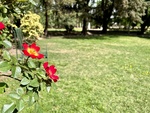 Roses bloom in a park at Lujan de Cuyo BB, Mendoza, showcasing the natural beauty of the outdoor space by Wendy Howard