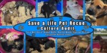 Save a Life Pet Rescue Culture Audit by Talia Ben-David, Kadyn Duffy, Rachel Blank, Hannah Phillips, and Tatyannah Santos-Lopez