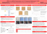 HBA1/2 mRNA Expression in UV Exposed Melanoma Cells