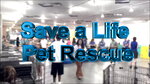 Culture Audit - Save a Life Pet Rescue