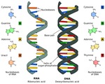 Difference of DNA and RNA by Sponk N/A