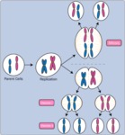Mitosis vs Meiosis by Community College Consortium for Bioscience Credentials N/A