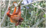 Red Howler Monkey by Gregory Smith