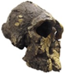 Au.platyops: Kenyanthropus platyops by Rama N/A