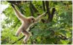 Young Lar Gibbon Playing in a Tree by Unknown Unknown