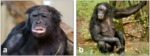 Bonobos by Lana Williams