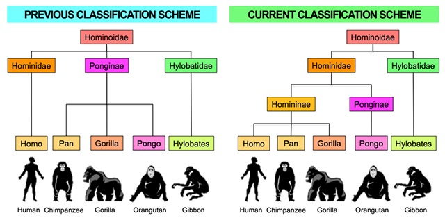 Taxonomic definition of ape