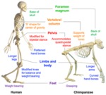Bipedal skeletal morphology by Lana Williams
