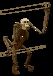 Cranium by eSkeletons Org