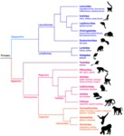 Linnaean Taxonomy of Major Family Groups of Living Primates by Lana Williams
