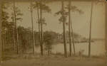 Pine Trees on Lake Shore