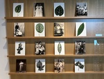 Art display featuring nature and family portraits in a Lisbon gallery by Wendy Howard