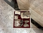 Unveiling Ancient Geological Treasures in a Display Showcasing Natural History Artifacts in San Juan by Eric Fabra